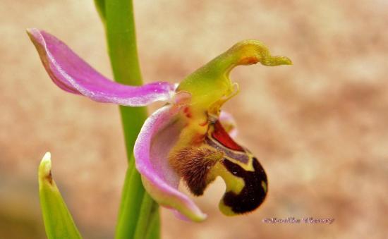 profil d'orchidée sauvage ( L'Ophrys abeille )