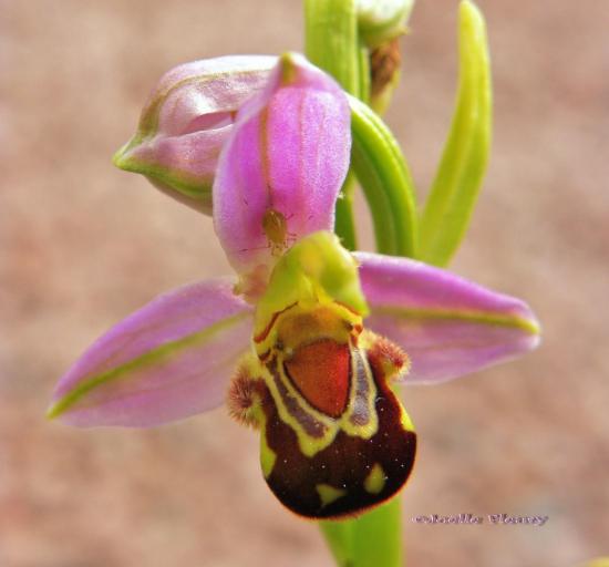 orchidée sauvage ( L'Ophrys abeille )