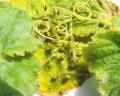 coccinelle à 22 pts reconnaissable à sa couleur jaune est mycophage