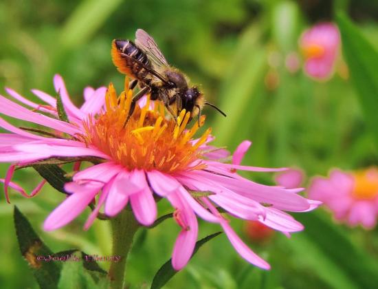 petite abeille cul jaune toujours en l'air