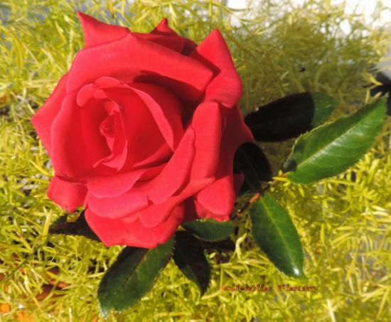 la rose rouge fleur de l’amour passionnel, de la puissance,