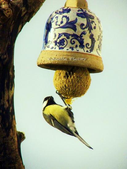 mésange charbonnière