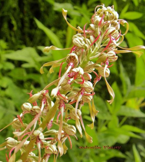orchidée sauvage corne de bouc