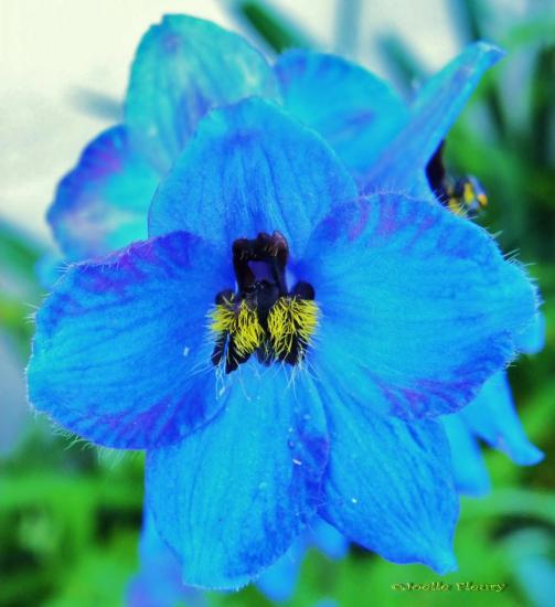 fleur de delphinium-pied-alouette