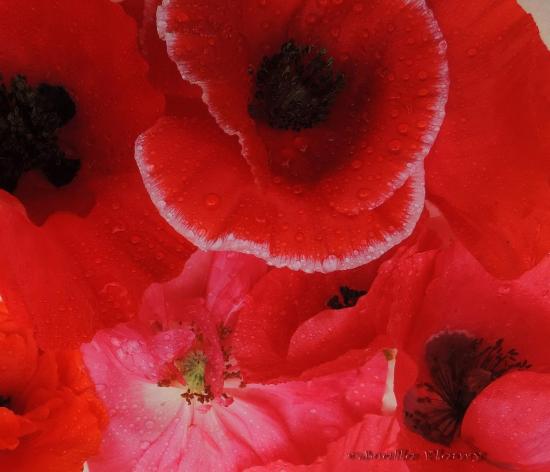 Fleur de coquelicot dans le langage des fleurs Fragilité