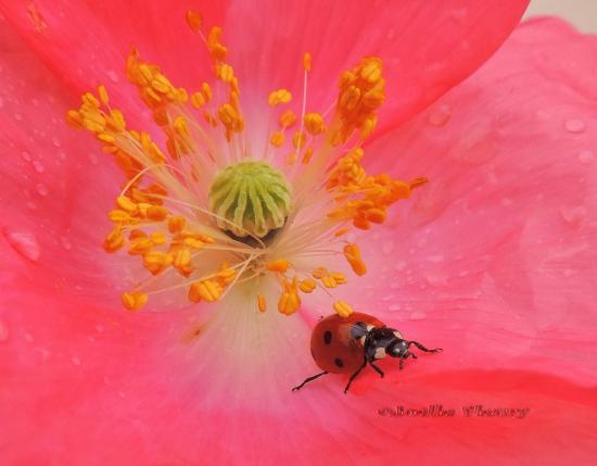 au cœur  d'une fleur de pavot (coccinelle à sept points)