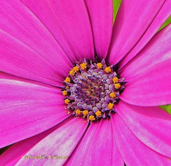 coeur de marguerite du cap