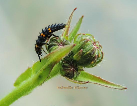 larve de coccinelle  bêtes à bon Dieu.