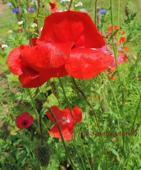 Les noces de coquelicot symbolisent huit années de mariage.