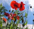 Le Coquelicot (Papaver rhoeas)