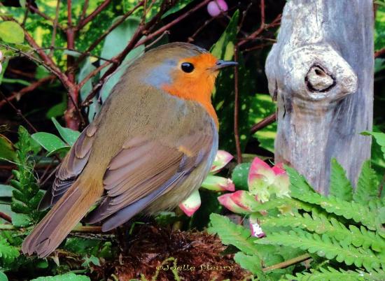 rouge-gorge familier