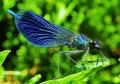 Odonata plus connus sous le nom de libellule