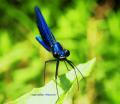 Odonata plus connus sous le nom de libellule