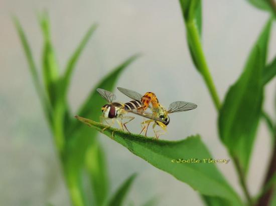 accouplement syrphe porte-plume (sphaerophoria scripta)