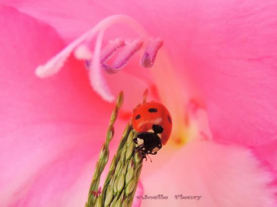 coccinelle à sept points ( Coccinella Septempuntata