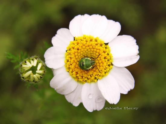 fleur et bouton  de camomille au cœur petit insecte