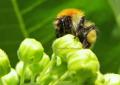 bourdon les corbeilles pleines de pollen