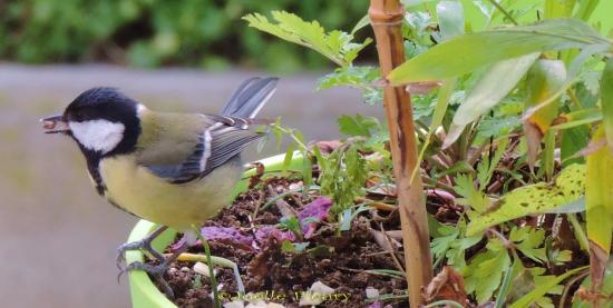 Mésange charbonniere