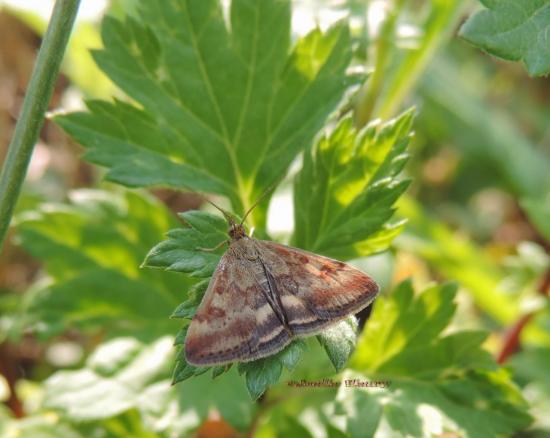 papillon Pyrausta despicata (Scopol