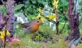 rouge gorge au jardin