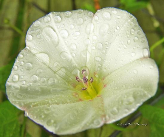 une fleur de liseron et perle de pluie