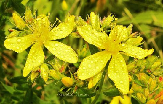 petite fleur sauvage sous la pluie