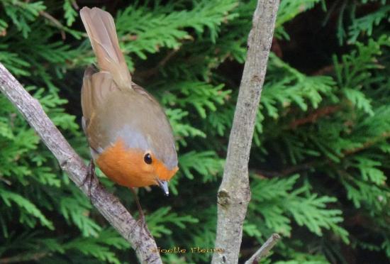 rouge-gorge familier