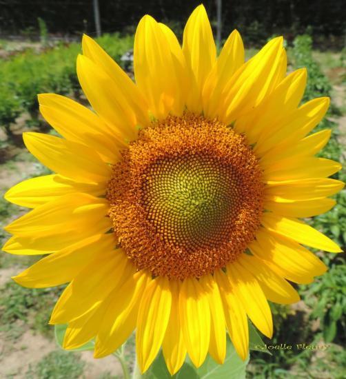 inflorescence de tournesol