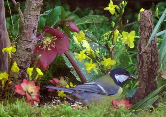 mésange charbonnière