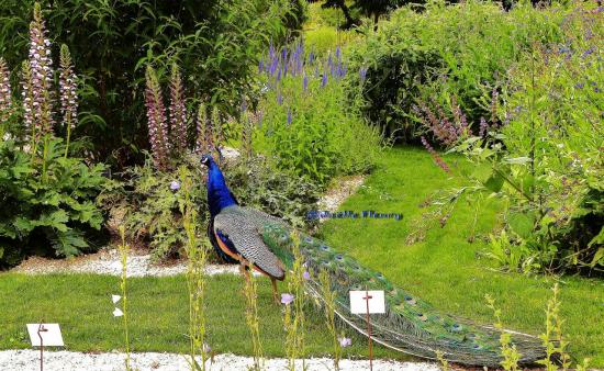 magnifique paon du  jardin botanique  de Tours