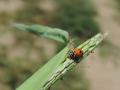 les points situés sur les élytres indiquent l'espèce de la coccinelle