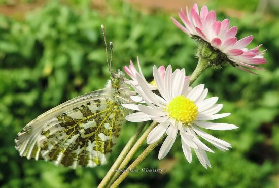 la dame aurore ♀ sur pâquerette