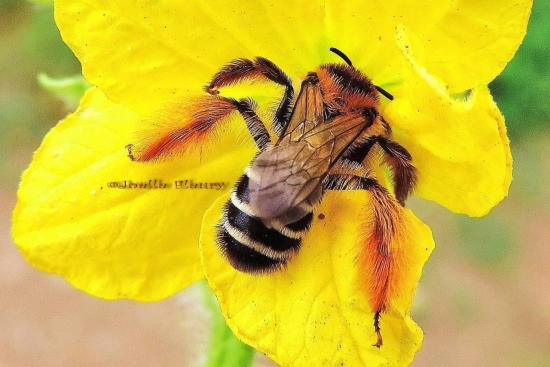 belle abeille noire et rousse très velue