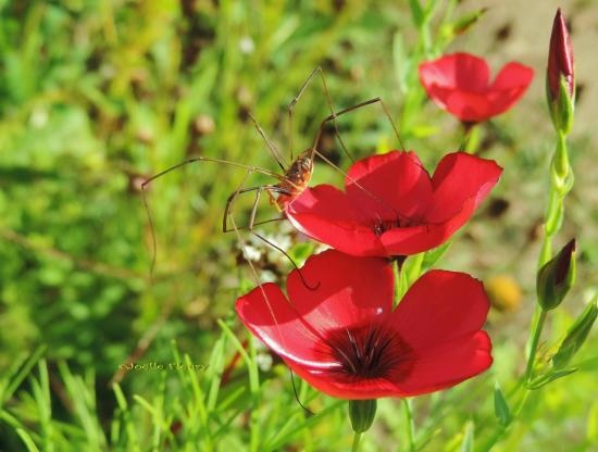 fleur de lin couleur rouge