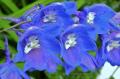 fleur de delphinium-pied-alouette