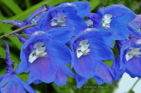 fleur de delphinium-pied-alouette