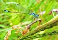 damoiselle libellule mange aussi des insectes