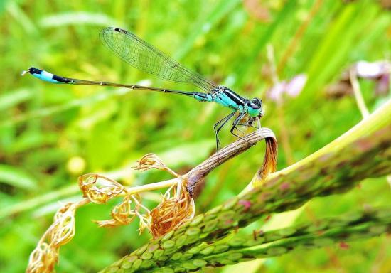 damoiselle libellule mange aussi des insectes