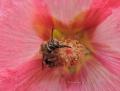 la bouche de l'abeille aspire et lèche ( l'abeille a une langue)