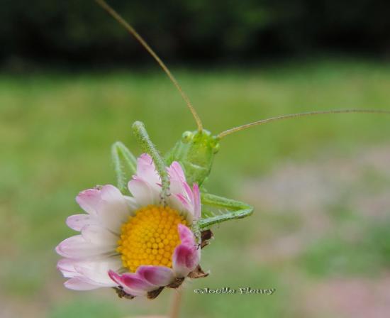 sauterelle verte agrippé à une pâquerette