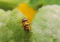 couple  coccinelle jaune la tête du ♂ et blanche