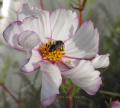 fleur de cosmose et abeille noir