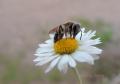 au printemps l'abeille butine les  fleurs de pâquerettes
