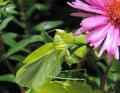 la sauterelle verte en pleine mue