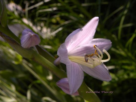 orchidée sauvage bleu tendre