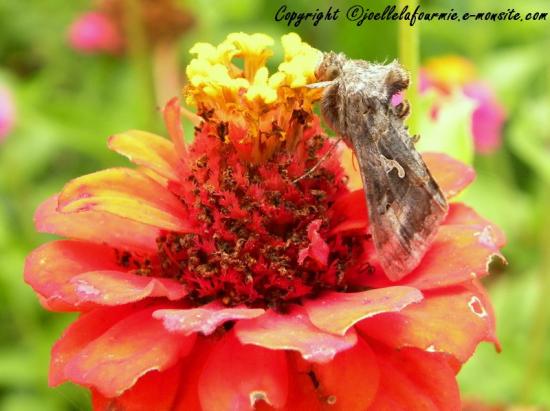 l’Autographa Gamma