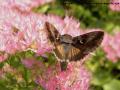 l’Autographa Gamma