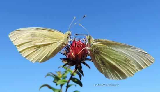 duo de piéride du chou