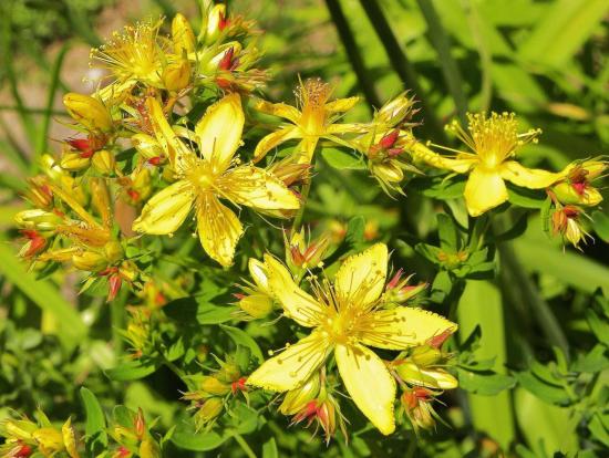 petite fleurs  sauvage