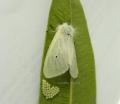 papillon ♀ Diaphora mendica ? environs 45 petites perles?